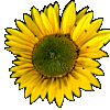 Sonnenblume